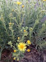 Senecio heterotrichius