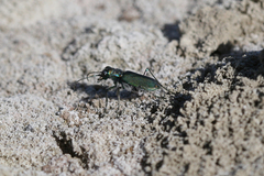 Cicindela amargosae