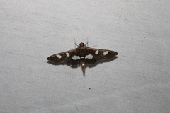 Desmia funeralis