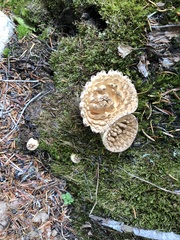 Turbinellus kauffmanii