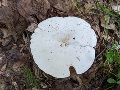 Leucopaxillus laterarius