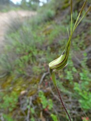 Caladenia parva