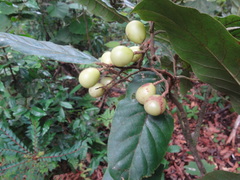 Meliosma grandifolia