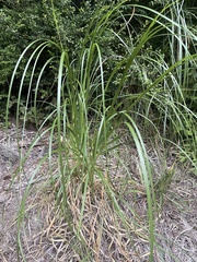 Cortaderia jubata