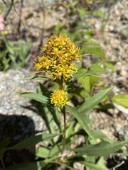 Solidago simplex simplex