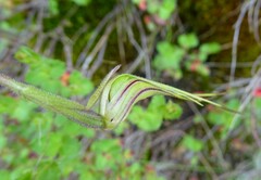 Caladenia parva