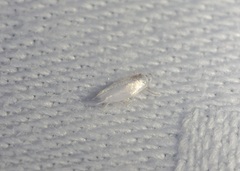 Opostegidae