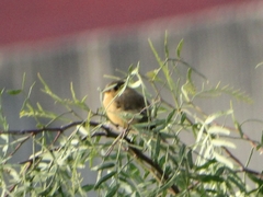 Empidonax fulvifrons