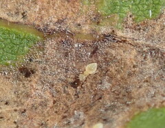Homilopsocidea