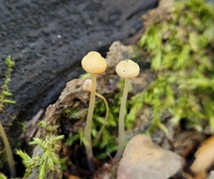 Mycena epipterygia