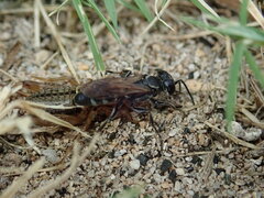 Liris subtessellatus
