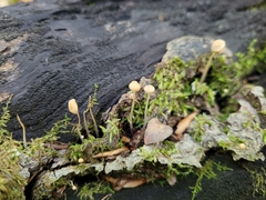 Mycena epipterygia
