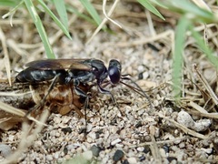 Liris subtessellatus