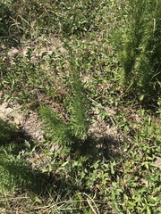 Eupatorium capillifolium