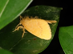 Artaxa