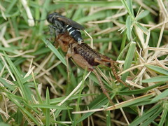 Liris subtessellatus