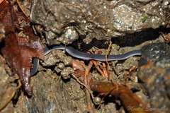 Xenodermus javanicus