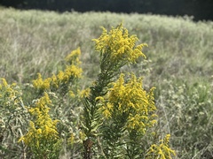 Eupatorium capillifolium