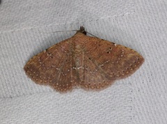 Cerynea punctilinealis