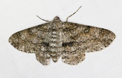 Cleora alienaria