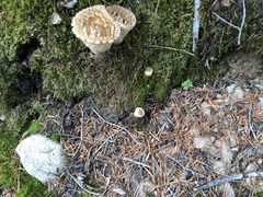 Turbinellus kauffmanii