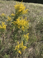 Eupatorium capillifolium