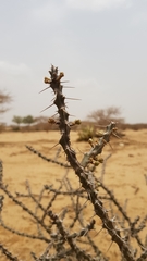 Euphorbia triaculeata