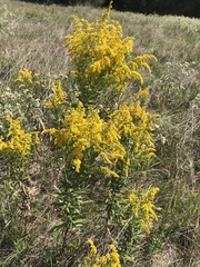 Eupatorium capillifolium