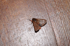 Phragmatobia