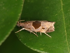 Helcystogramma hibisci