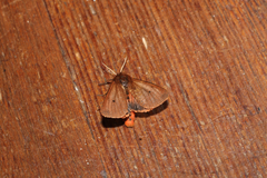 Phragmatobia