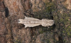Hypatima verticosa
