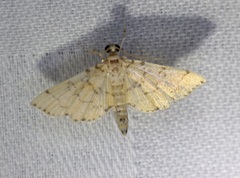 Lamprosema tampiusalis