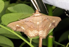 Lopharthrum comprimens