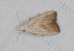 Meganola brunellus