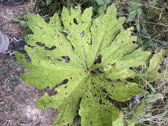 Petasites frigidus