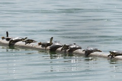 Apalone spinifera guadalupensis
