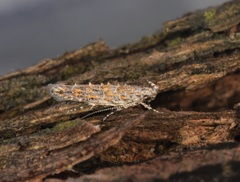 Metharmostis multilineata