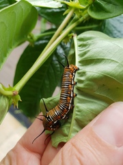 Euploea core corinna