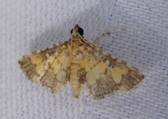 Nacoleia