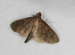 Omiodes tristrialis