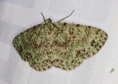 Ophthalmitis herbidaria