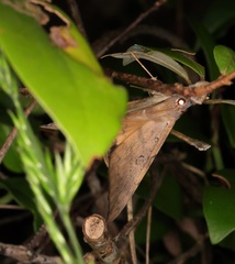 Oxyodes scrobiculata