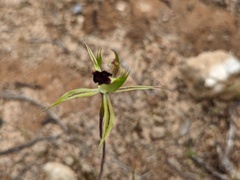 Caladenia stricta