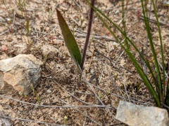 Caladenia stricta