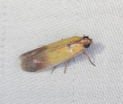 Piesmopoda semilutea