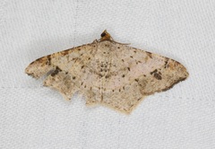 Psamatodes abydata