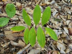 Uvularia sessilifolia
