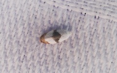 Pseudopostega zelopa