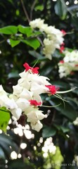 Clerodendrum thomsoniae